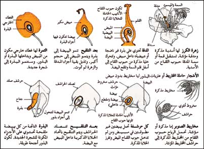 ملف:Treepic18.jpg