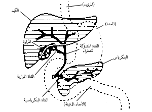 ملف:Digestive system showing bile duct-ar.png