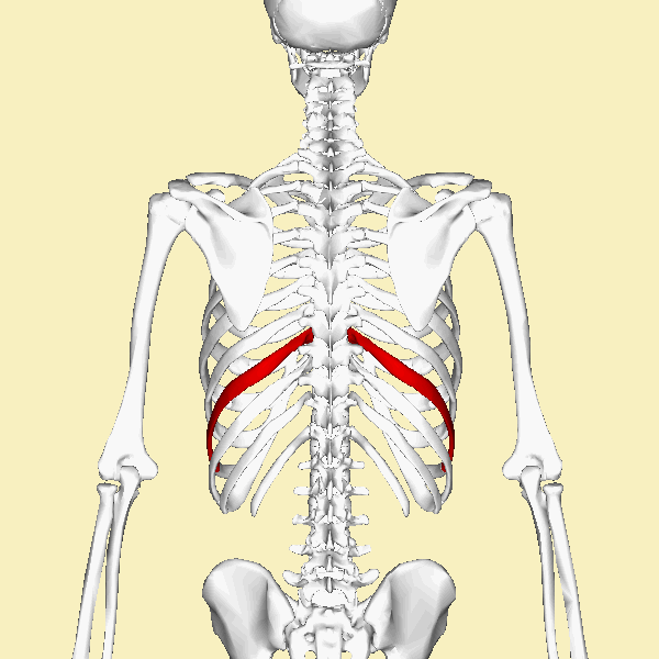 ملف:Ninth rib animation.gif