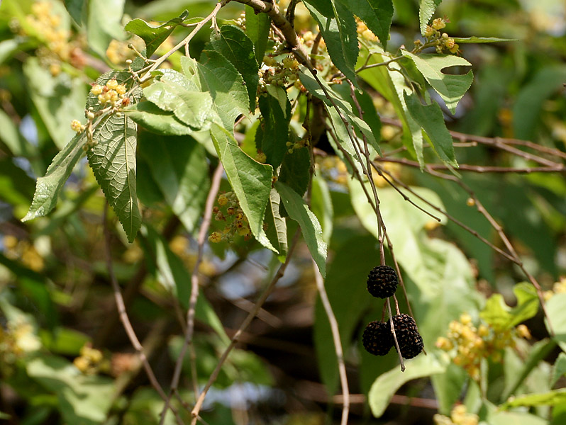 ملف:Guazuma ulmifolia (West Indian Elm) with fruits W IMG 8269.jpg