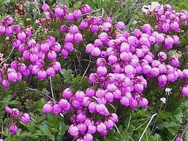 ملف:Phyllodoce caerulea (200507).jpg