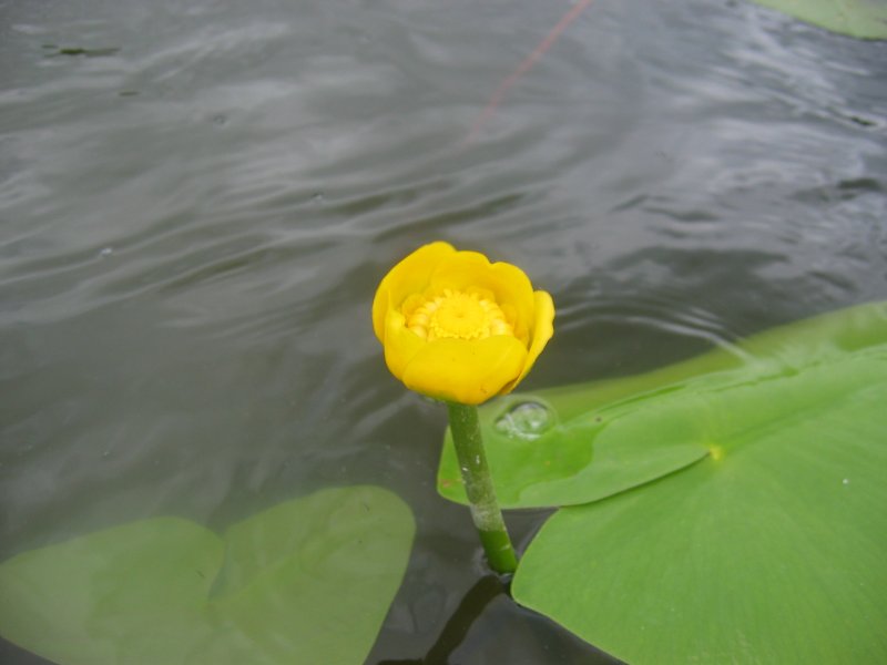 ملف:Nuphar lutea.jpeg