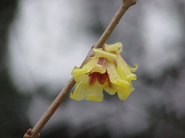 ملف:Chimonanthus praecox0.jpg
