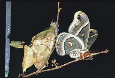 ملف:Moth 04.jpg