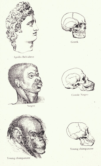 ملف:Races and skulls.png