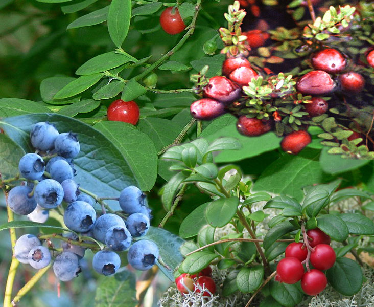 ملف:Vaccinium.jpg