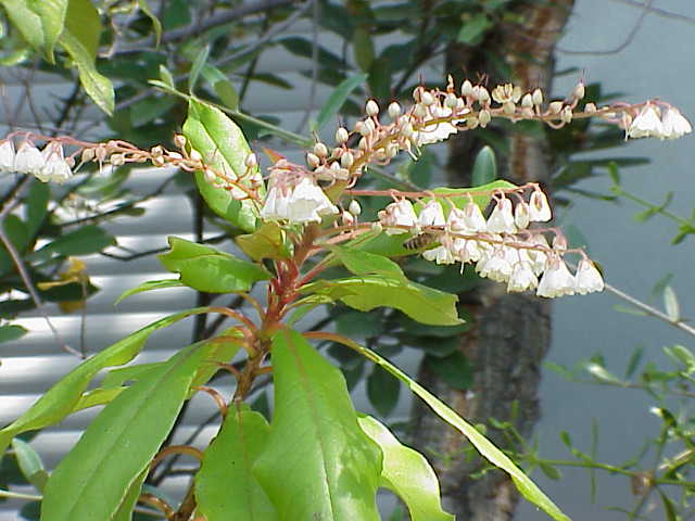 ملف:Clethra arborea2.jpg