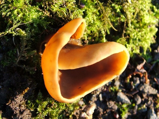 ملف:Hare's Ear Fungus (Otidea onotica) - geograph.org.uk - 1107710.jpg