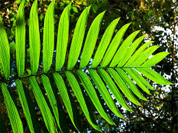 ملف:Amazon rainforest trees.jpg