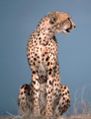 Cheetah.jpg