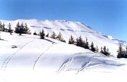 ملف:Faraya.jpg