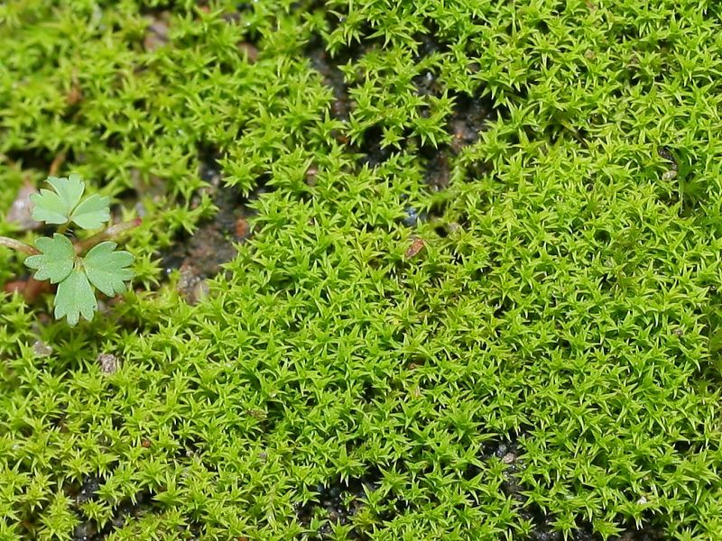 ملف:Barbula unguiculata.jpeg