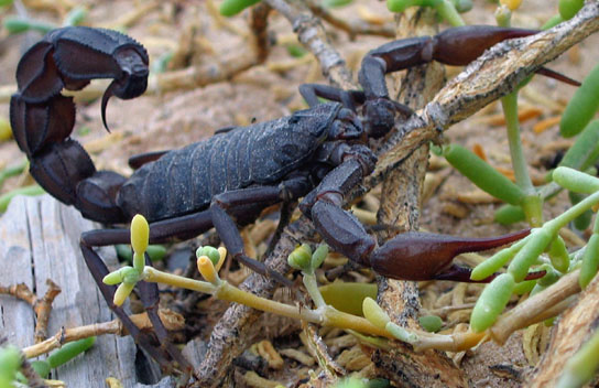 ملف:Black scorpion.jpg