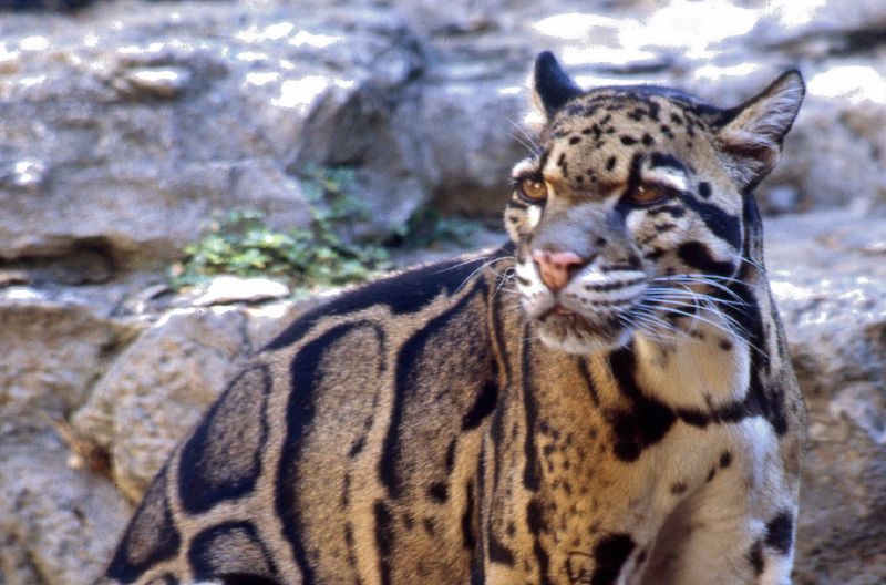 ملف:Clouded leopard.jpg