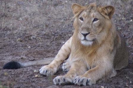 ملف:Gir lion male.jpg