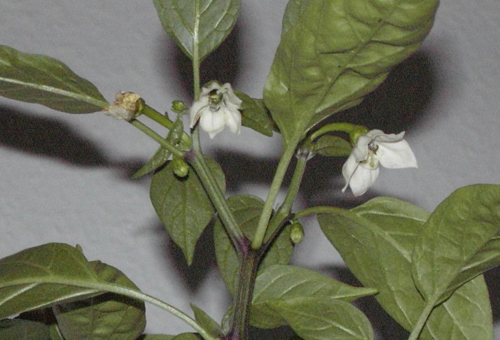 ملف:Capsicum annuum Bluete.jpg