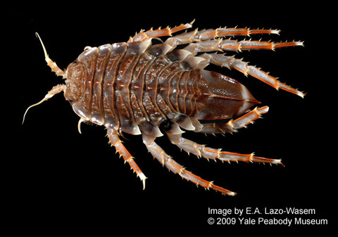 ملف:Glyptonotus antarcticus (YPM IZ 047200).jpeg