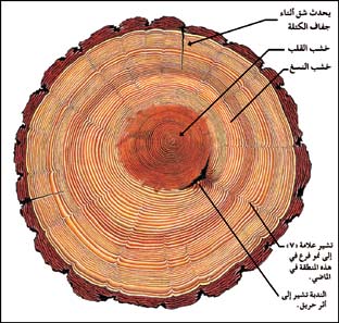 ملف:Treepic17.jpg