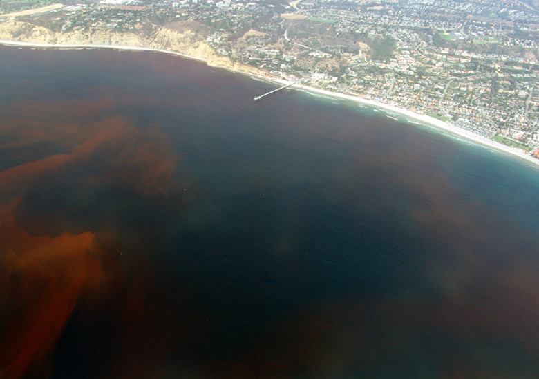 ملف:La-Jolla-Red-Tide.780.jpg