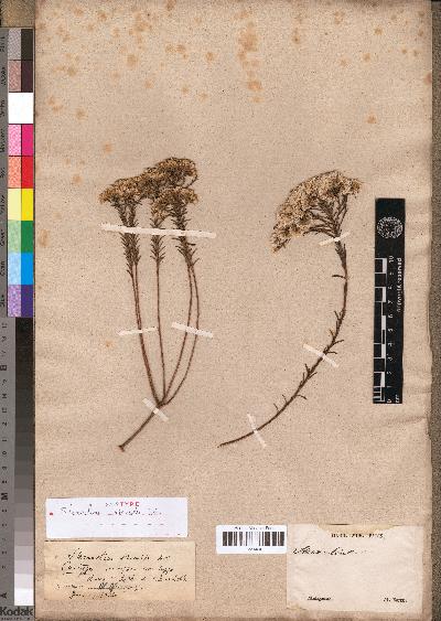 ملف:Stenocline ericoides MNHN.jpg