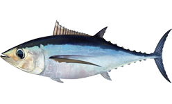 Thunnus alalunga.png