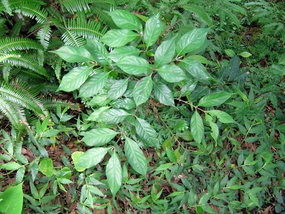 ملف:Lasianthus fordii 琉球雞屎樹 (天問).jpg