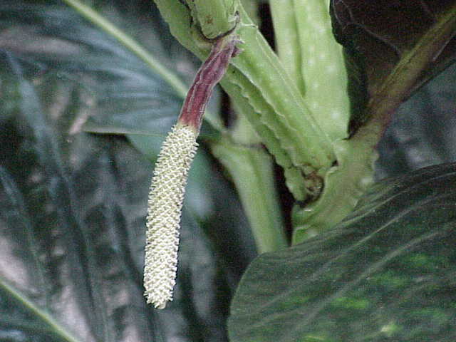 ملف:Piper magnificum0.jpg