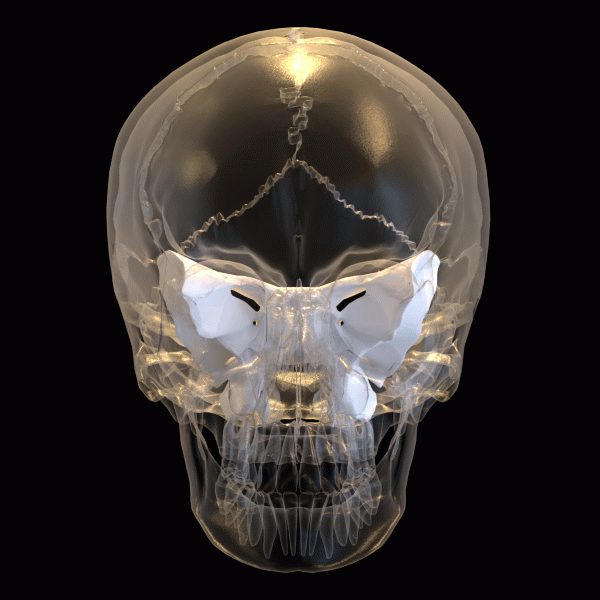 ملف:Sphenoid bone - animation 02.gif
