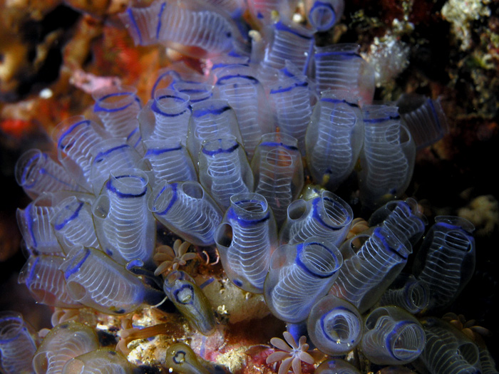 ملف:Bluebell tunicates Nick Hobgood.jpg