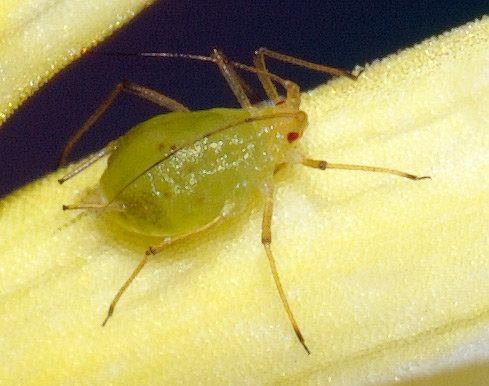 ملف:Aphididae (aka).jpg