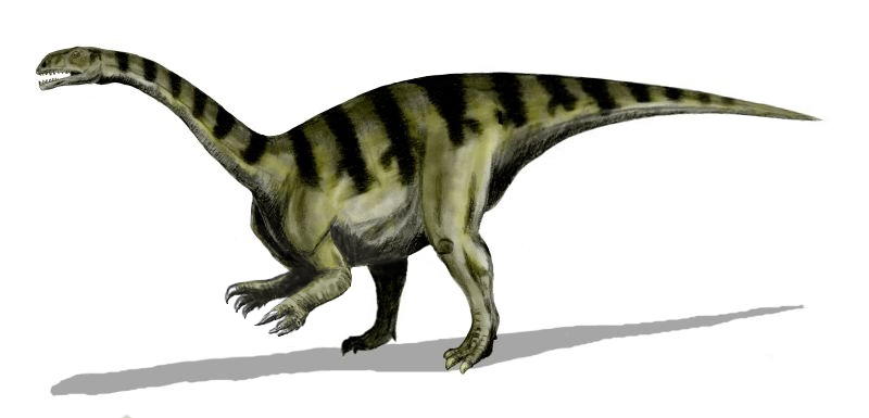 ملف:Sellosaurus.jpg