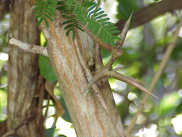 ملف:Acacia collinsii1.jpg