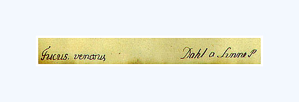 ملف:Dahl catalogue strip.jpg