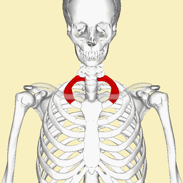 ملف:First rib animation.gif