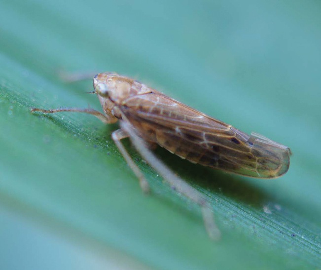ملف:Abrus langshanensis resting on leaf of bamboo - ZooKeys-318-081-g003-24.jpeg
