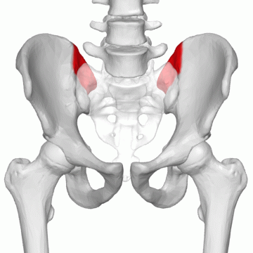 ملف:Iliac tuberosity 02 animation2.gif