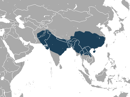 ملف:Rhesus Macaque area.png