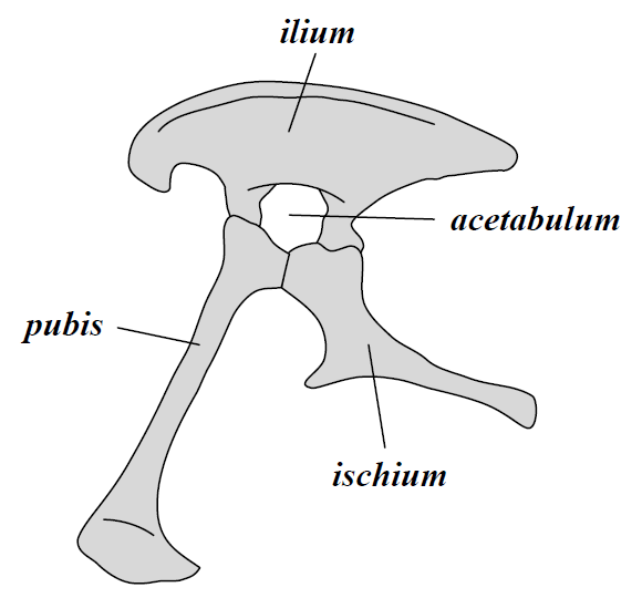 ملف:Saurischia pelvis.png