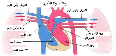 ملف:Pulmonarycirculation arabic.jpg