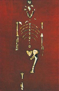 لهيكل العظمي للوسي اكتشفه العلماء ضمن الأحافير، وهو لأحد أسلاف البشر. وقد عاش هذا المخلوق قبل حوالي 3 ملايين سنة مضت تقريبًا.