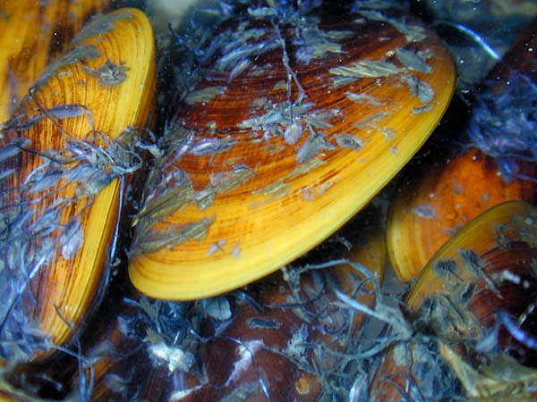ملف:Bathymodiolus childressi.jpg