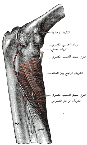 ملف:Gray420-ar.png