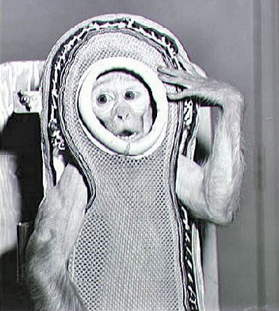 ملف:Monkey Sam Before The Flight On Little Joe 2.jpg
