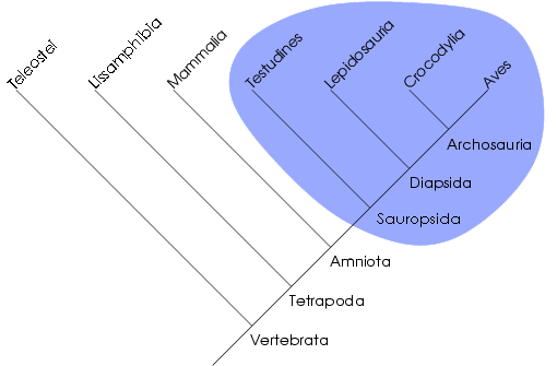 ملف:Monophyletic2.png