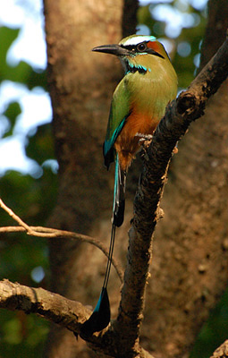 ملف:Motmot1.jpg