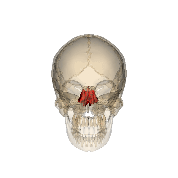 ملف:Rotation ethmoid.gif