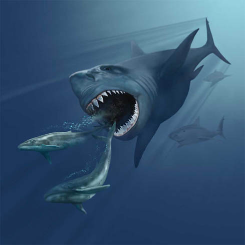 ملف:VMNH megalodon.jpg