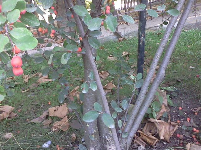 ملف:西北栒子4 Cotoneaster zabelii.jpg