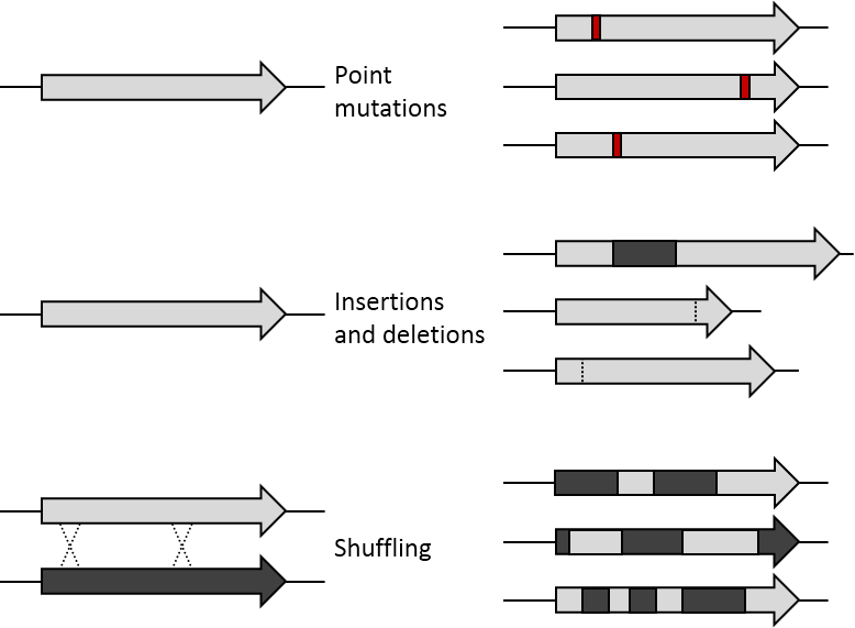 ملف:DE Mutations.png