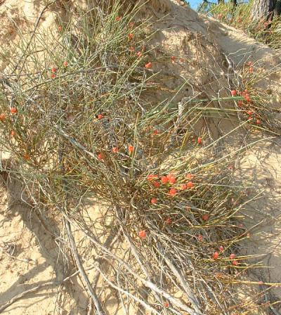 ملف:Ephedra distachya.jpg
